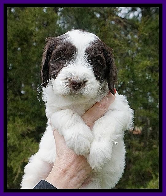 Caymen solo pups 6 wks old 271