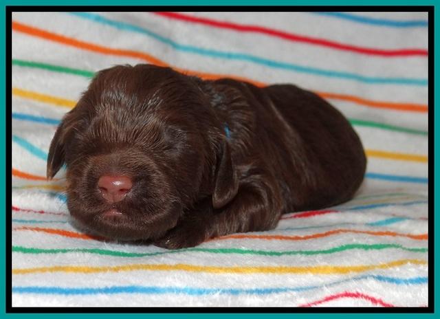 Cayman Solo pups 1 wk old 91