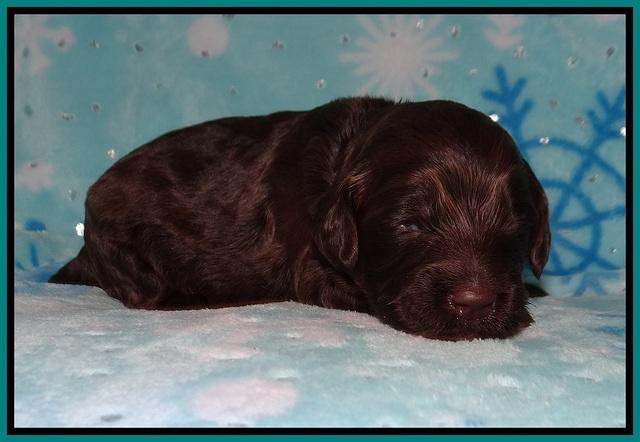 Cayman Solo pups 2 wk old 101