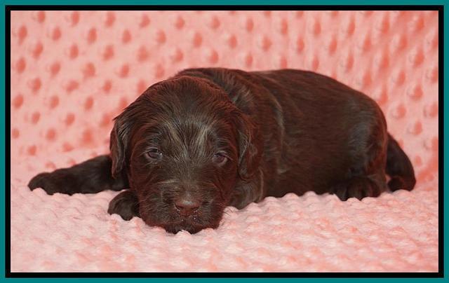 Caymen Solo pups 3 wks old 6122