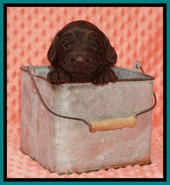 Caymen Solo pups 3 wks old 7122