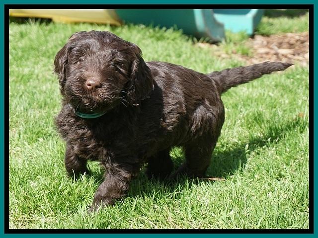 Caymen Solo pups 7 wks old321