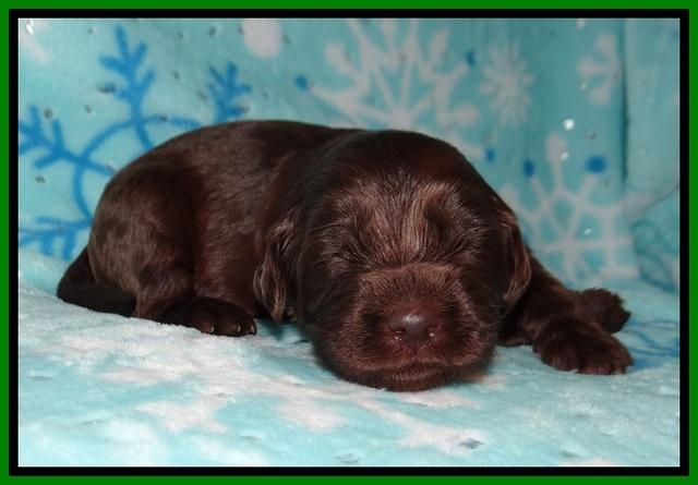 Cayman Solo pups 2 wk old 111