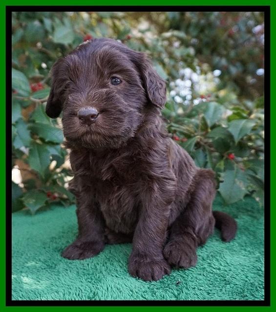 Caymen Solo pups 4 wks old 241