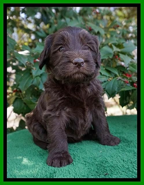 Caymen Solo pups 4 wks old 261