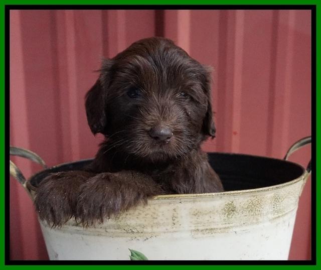 Caymen Solo pups 5 wks old 251