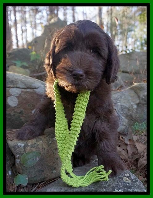 Caymen Solo pups 8 wks old 181