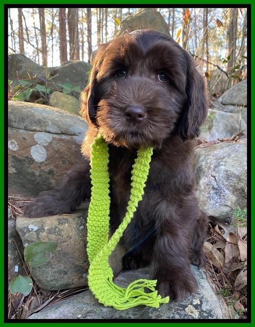 Caymen Solo pups 8 wks old 201