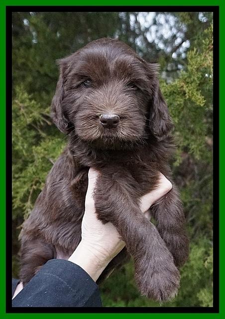 Caymen solo pups 6 wks old 381