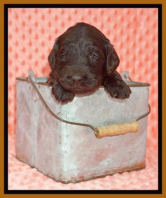 Caymen Solo pups 3 wks old 17122