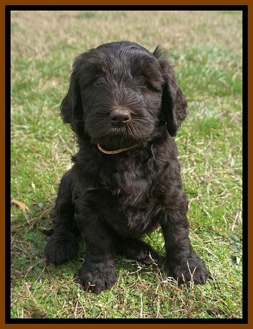 Caymen Solo pups 7 wks old481