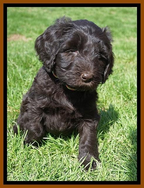 Caymen Solo pups 7 wks old521