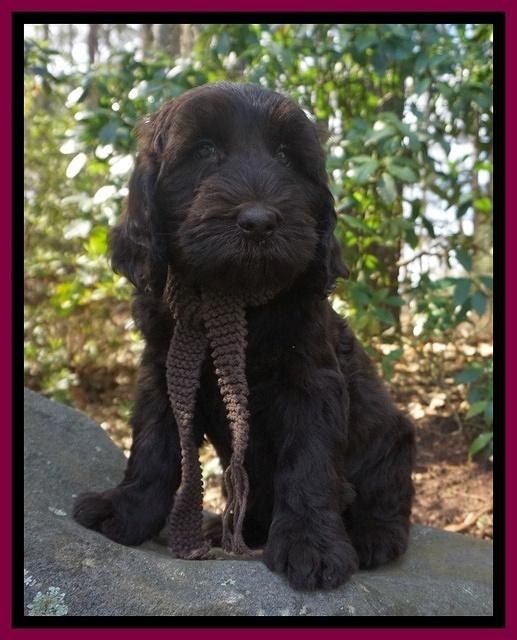 Caymen Solo pups 8 wks old 271