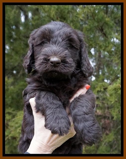 Caymen solo pups 6 wks old 541