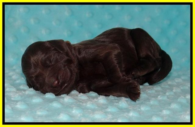 Cayman Solo Newborn 111