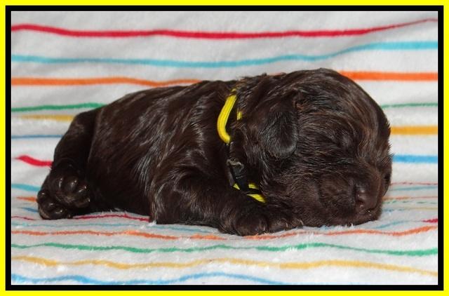 Cayman Solo pups 1 wk old 1620