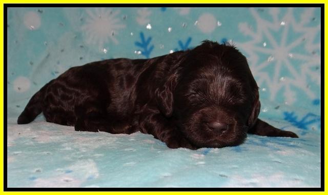 Cayman Solo pups 2 wk old 141