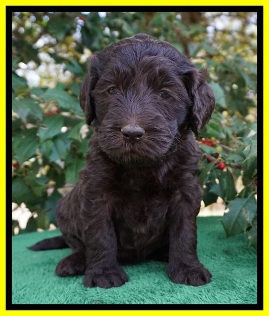 Caymen Solo pups 4 wks old 271