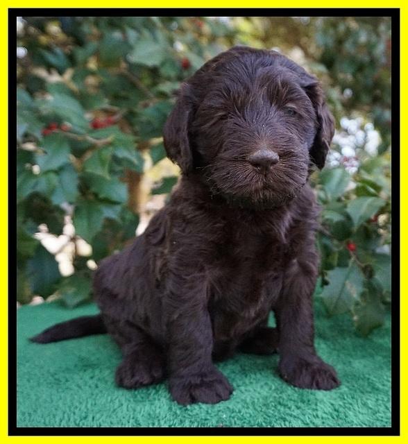 Caymen Solo pups 4 wks old 291