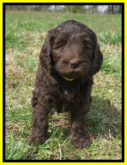 Caymen Solo pups 7 wks old441