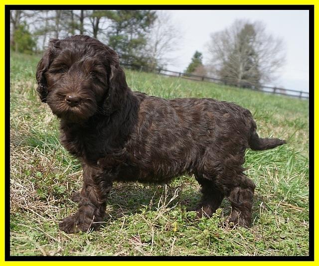 Caymen Solo pups 7 wks old461