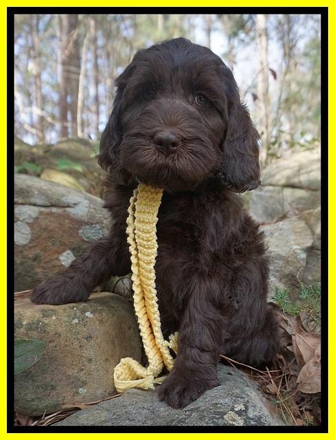 Caymen Solo pups 8 wks old 351