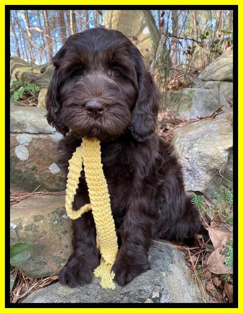 Caymen Solo pups 8 wks old 361