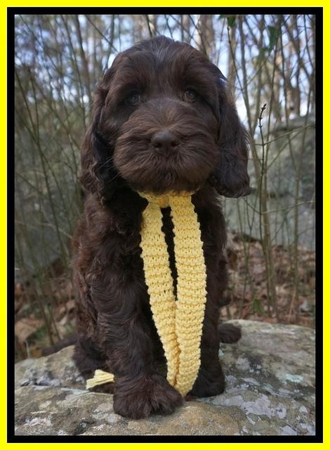 Caymen Solo pups 8 wks old 371
