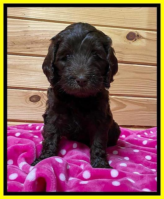 Caymen solo pups 6 wks old 431