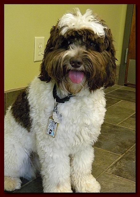Brutus 10 mos old 022