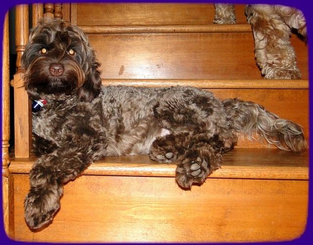 Cherie 4 wks preg 1 2011