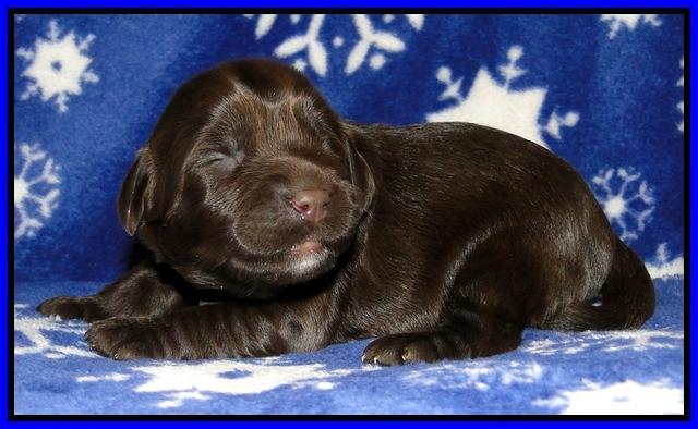CB pups 1 wk old 16