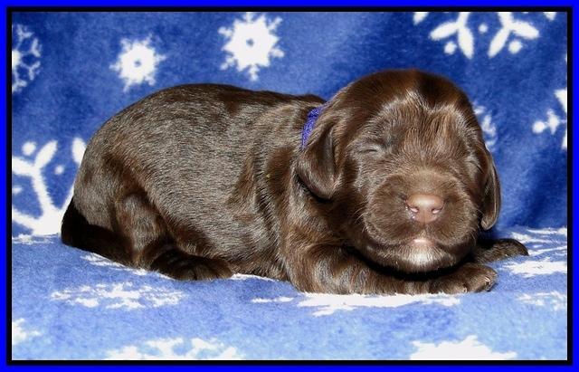 CB pups 1 wk old 18
