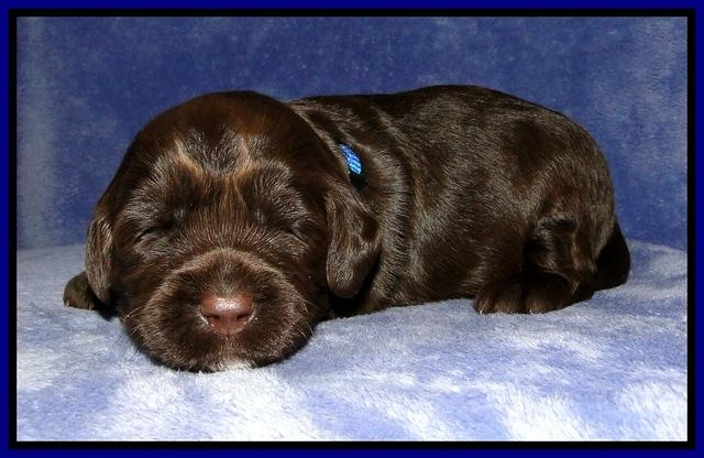 CB pups 2 wks old 5