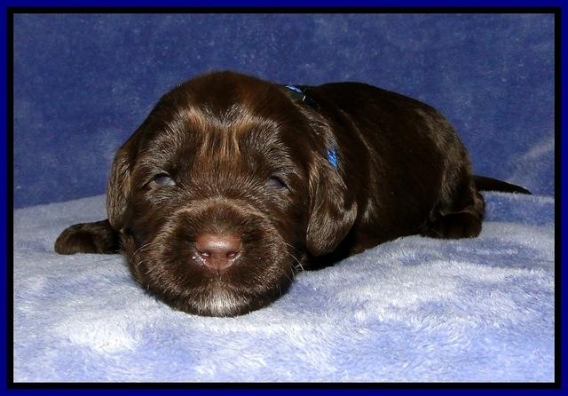 CB pups 2 wks old 8