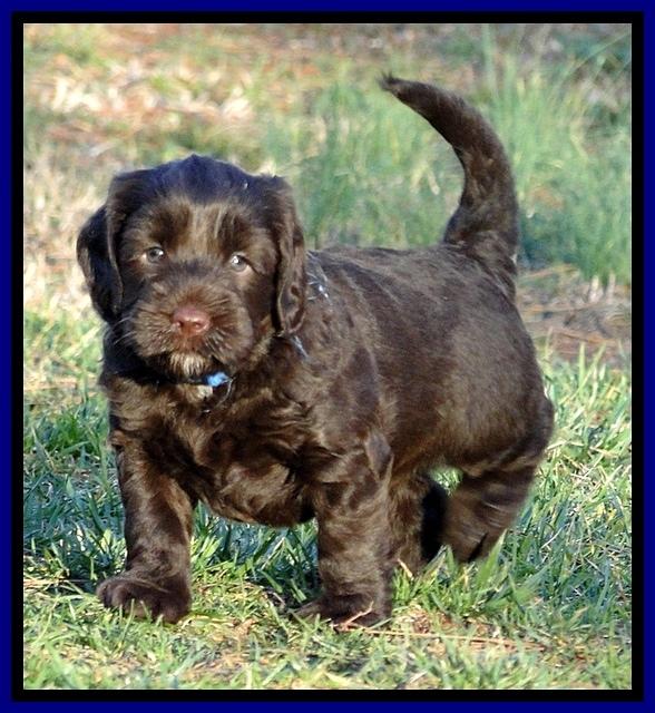 CB pups 5.5 wks old 14