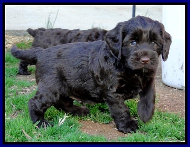 CB pups 5.5 wks old 15