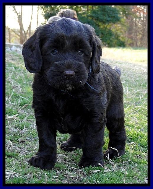 CB pups 5.5 wks old 28