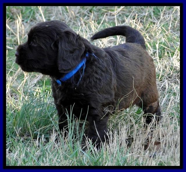 CB pups 5.5 wks old 9