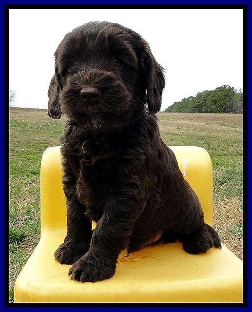 CB pups 6 wks old 12