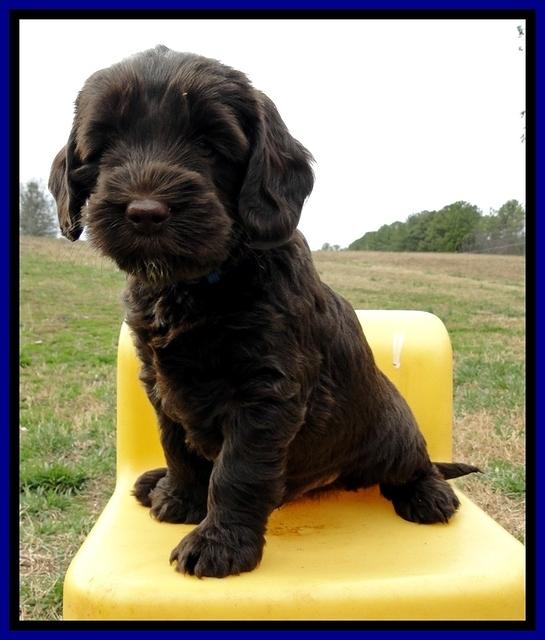 CB pups 6 wks old 13