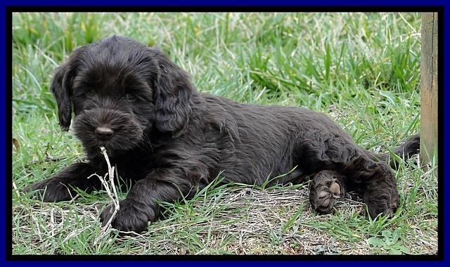 CB pups 6.5 wks old 11