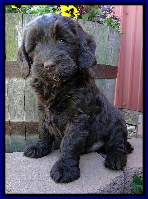 CB pups 7 wks old 9