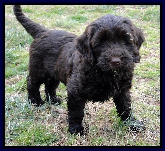 CB pups 8 wks old 15