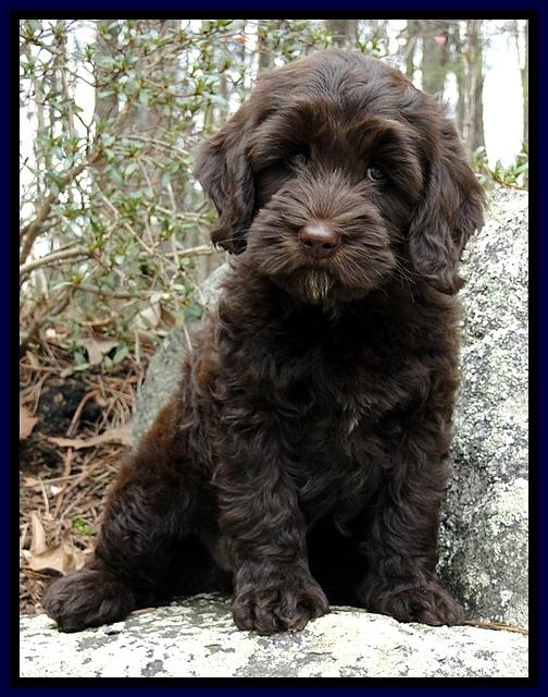 CB pups 8 wks old 26