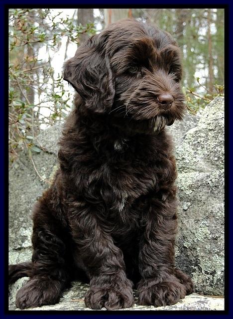 CB pups 8 wks old 27
