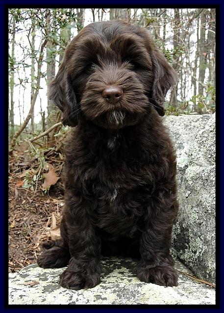 CB pups 8 wks old 29