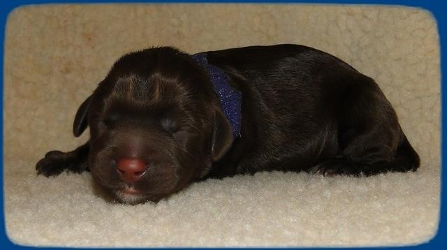 CB pups newborn 4