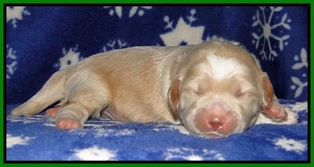 CB pups 1 wk old 11