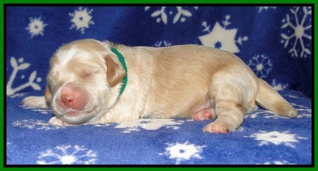 CB pups 1 wk old 13